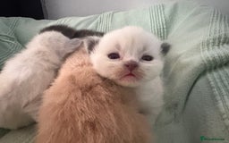 Ragdoll cats for sale: Beautiful Ragdoll Kittens  - Advert 4
