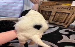 Sproodle dogs for sale: Spoodles - Image 9