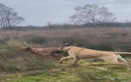 Great Dane dogs for sale: KC Reg Great Dane Female  - Image 24