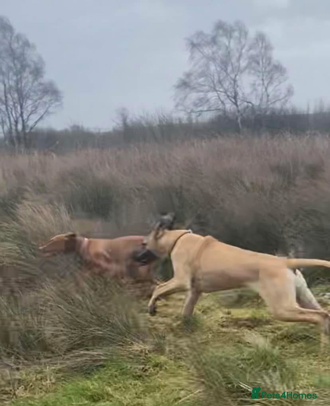 Great Dane dogs for sale: KC Reg Great Dane Female  - Image 24