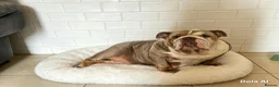 English Bulldog dogs for sale: English bulldog  - Advert 3
