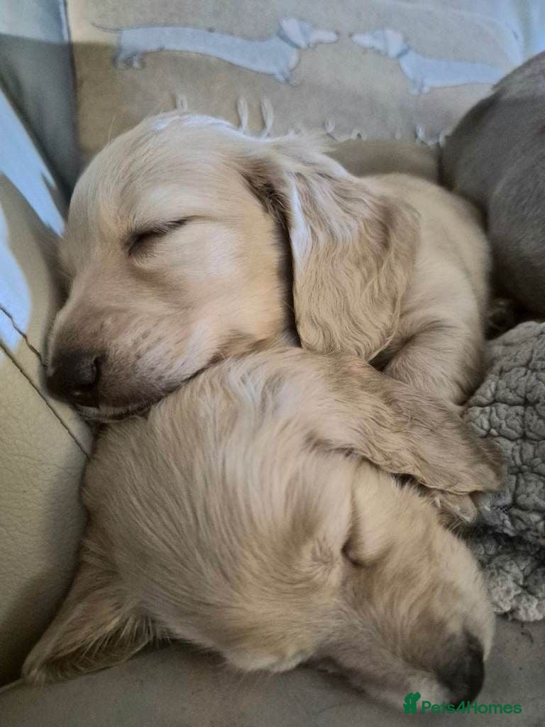 Miniature Dachshund dogs Adorable Creamy Miniature Dachshund Puppies - Advert 1