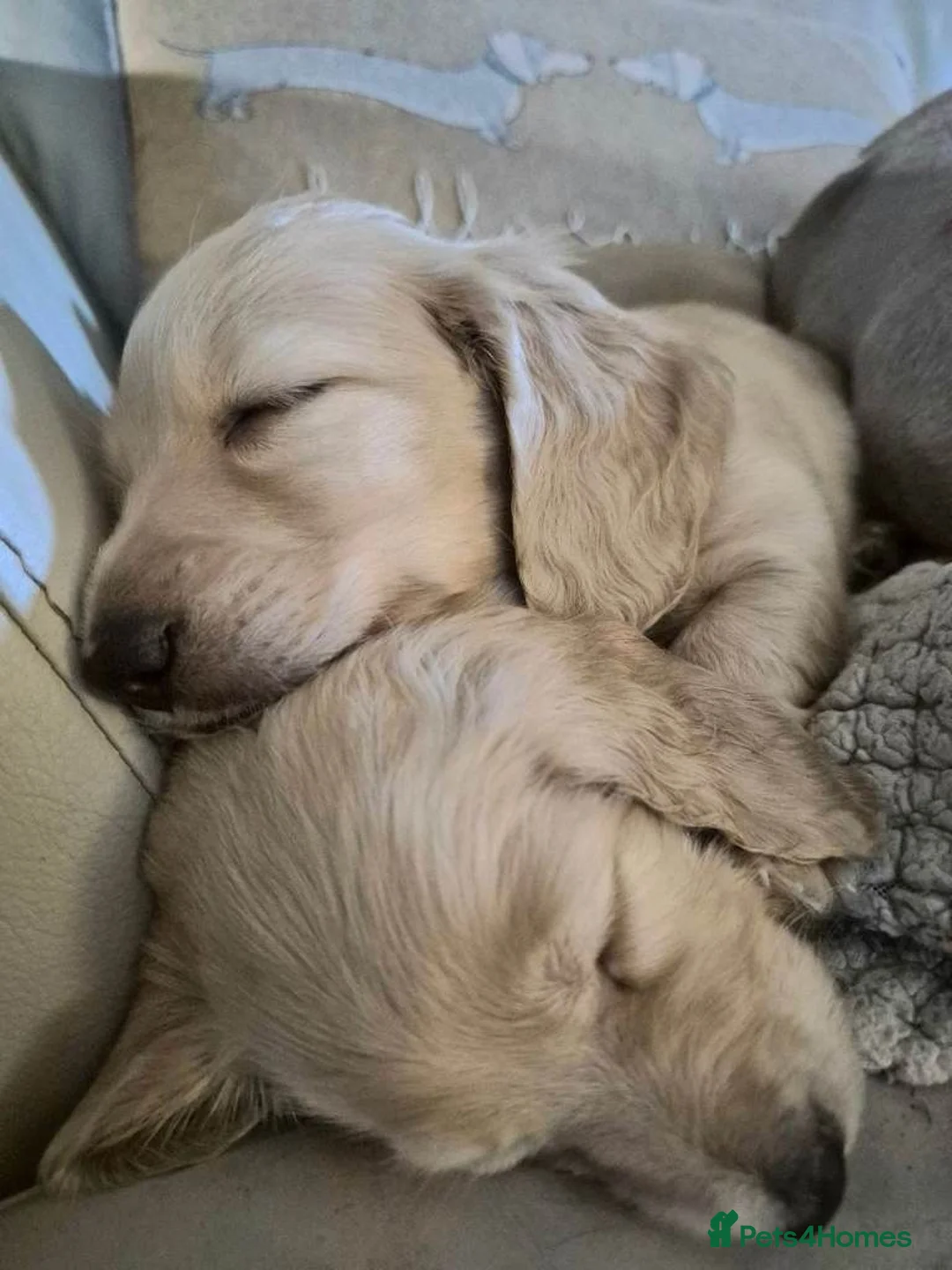 Miniature Dachshund dogs for sale: Adorable Creamy Miniature Dachshund Puppies in Solihull - Advert 1