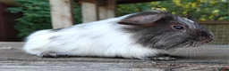 Guinea Pig rodents for sale: Spots Galore!!! Baby Chocolate Dalmation boys. - Advert 6