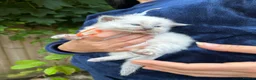 Ragdoll cats for sale: Beautiful Pure Blue Point Ragdoll  - Advert 30