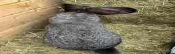 Flemish rabbits for sale: WE HAVE THE WORLDS BIGGEST BUNNIES  - Advert 3