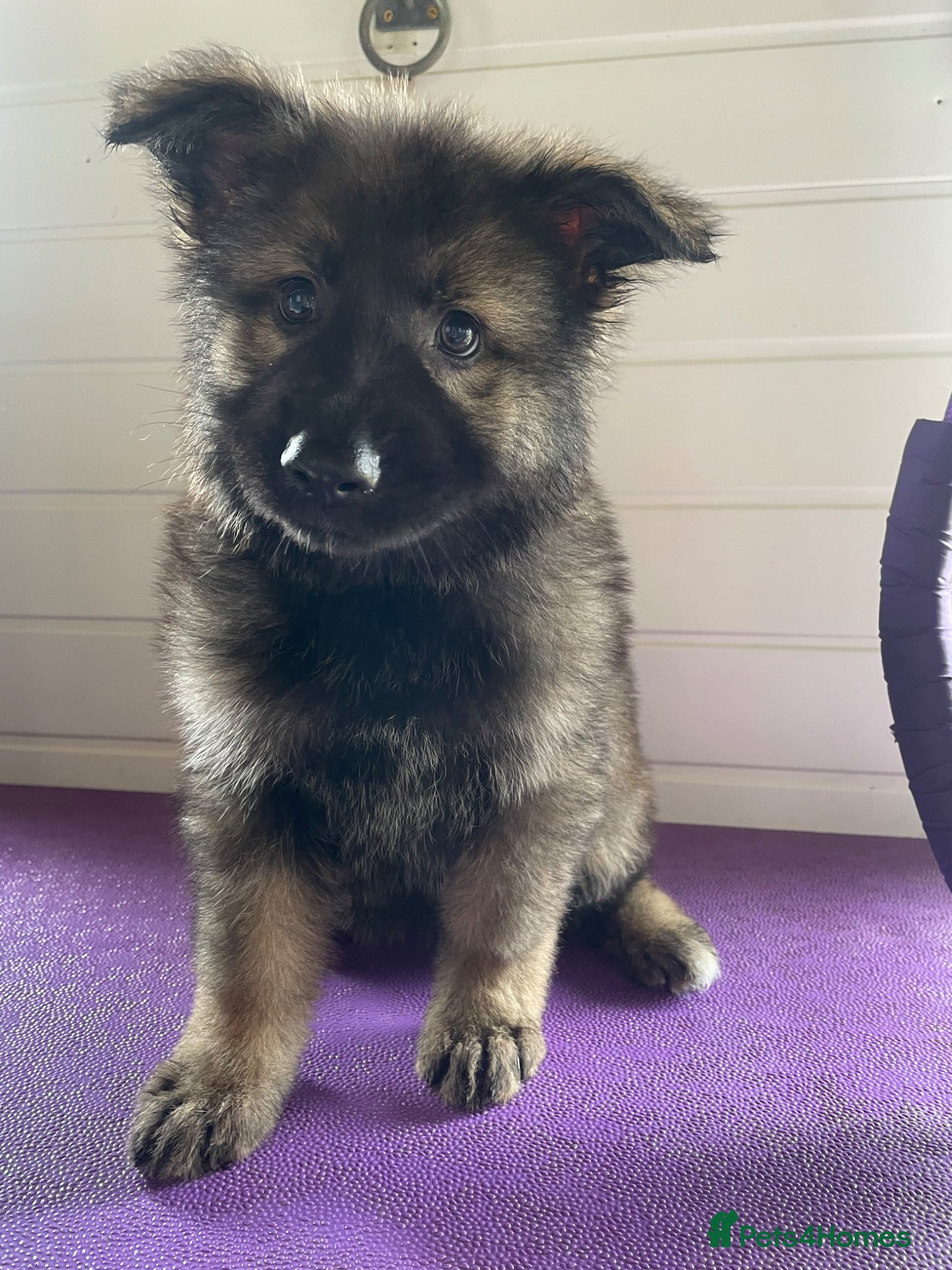 German Shepherd dogs ONE SABLE GIRL LEFT!! - Advert 2