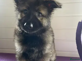 German Shepherd dogs ONE SABLE GIRL LEFT!! - Advert 2