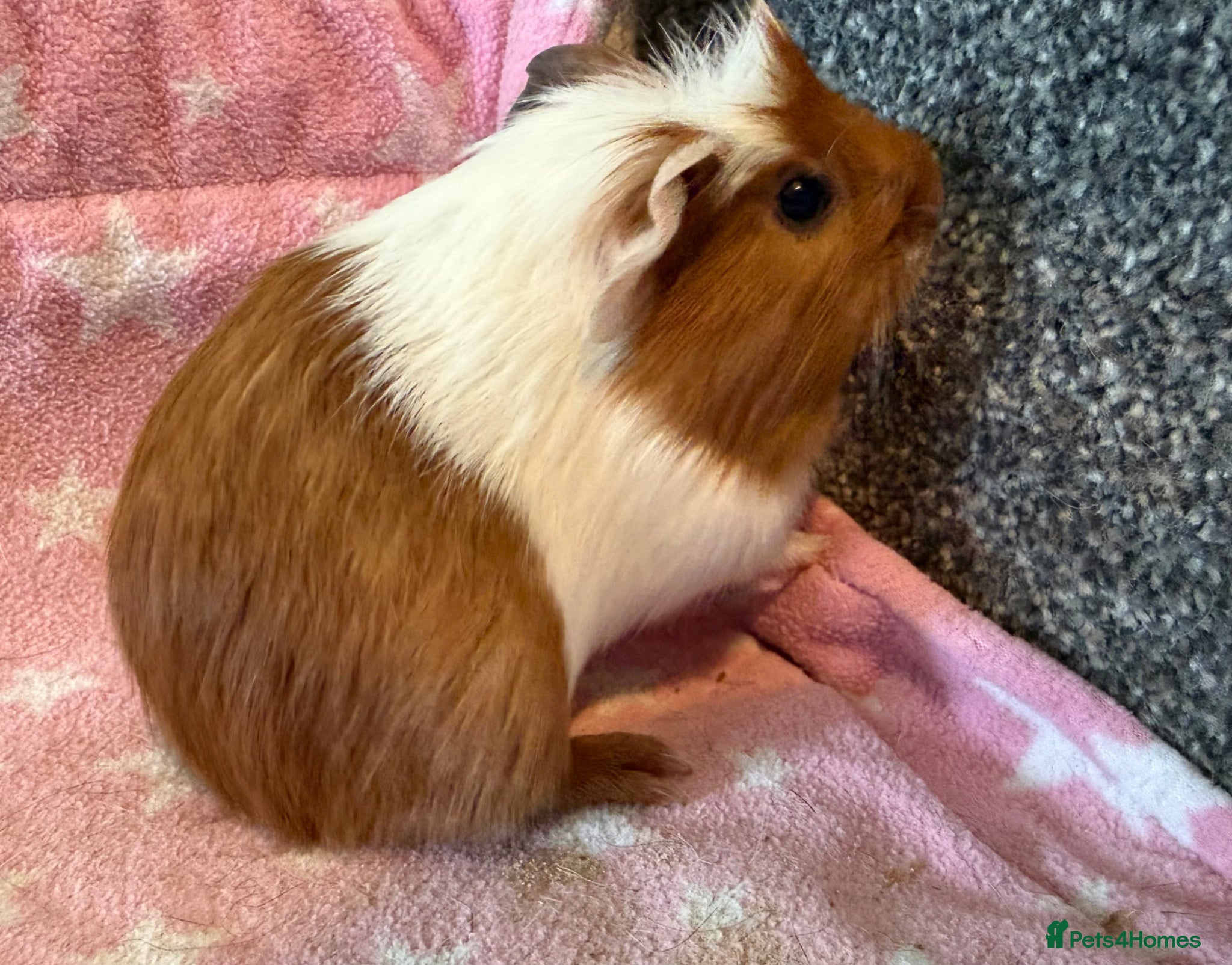 Guinea Pig rodents Baby guinea pigs boars - Advert 5