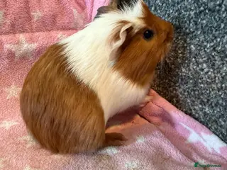 Guinea Pig rodents Baby guinea pigs boars - Advert 5