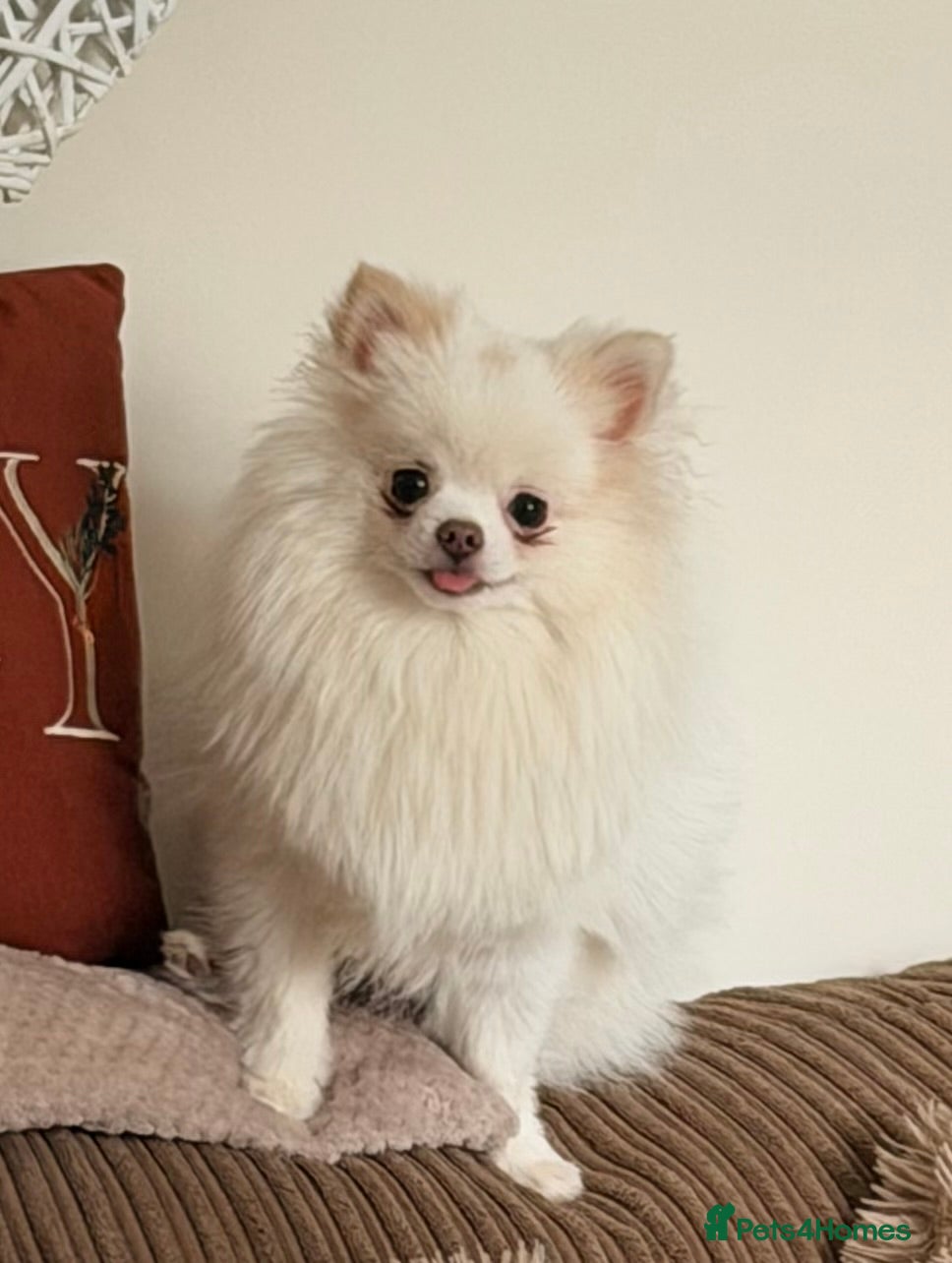 Pomeranian dogs Mini toy Pomeranian Boy - Advert 7