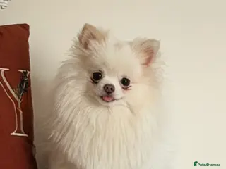 Pomeranian dogs Mini toy Pomeranian Boy - Advert 7