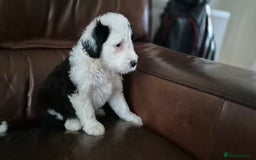 Mixed Breed dogs for sale: Old English Sheepdog puppies  OES X Golden Oldie - Image 1