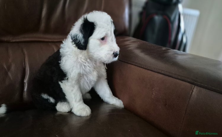 Mixed Breed dogs - Advert 3