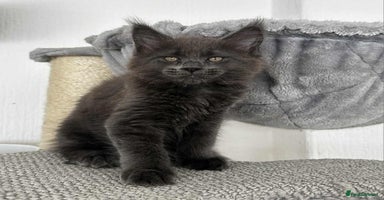 Maine Coon cats - Advert 1