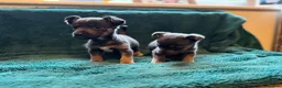 Jack Russell dogs for sale: Miniature much Wenlock puppies - Advert 16