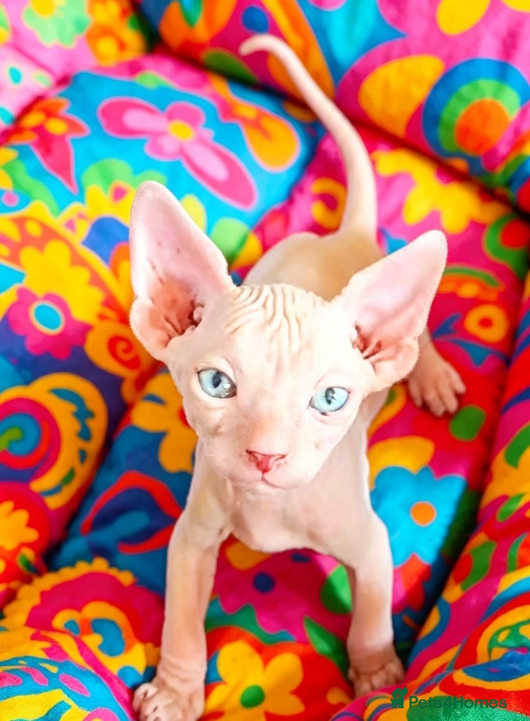 Sphynx cats STUNNING RED/SILVER SPHYNX BOY KITTEN  - Advert 1