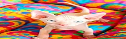 Sphynx cats for sale: STUNNING RED/SILVER SPHYNX BOY KITTEN  - Advert 6
