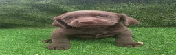 Cockerdor dogs for sale: Ready now chocolate cockerdors dna clear in Skegness - Advert 10