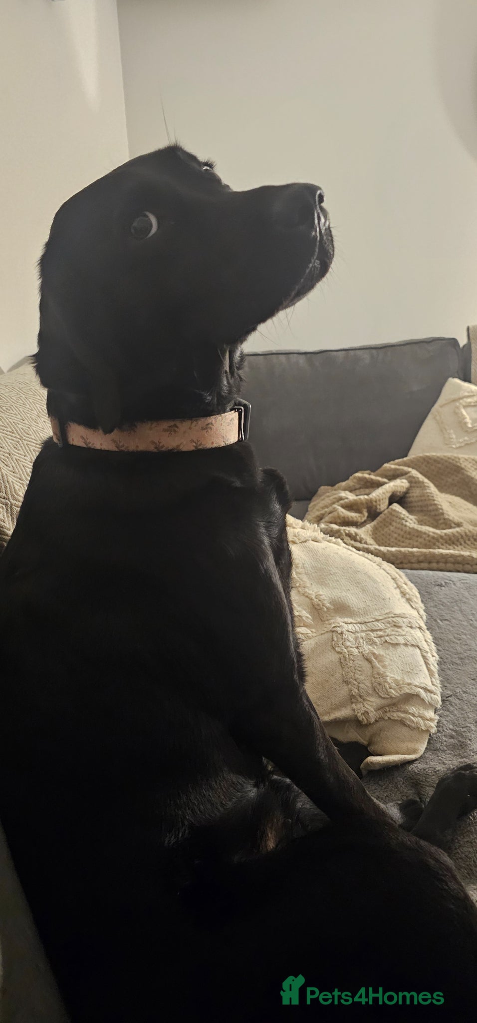 Labrador Retriever dogs for sale: Pure Breed Labrador Puppies  in Liskeard - Advert 12