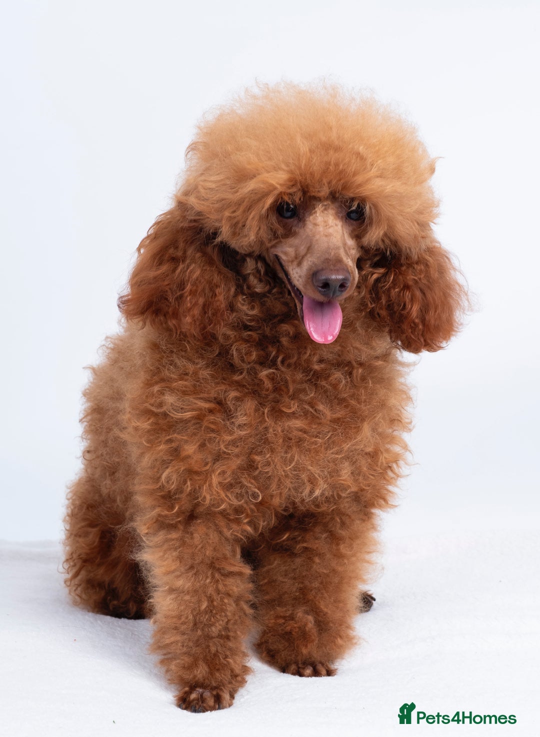 Toy Poodle dogs for stud: KC REG DEEP FOX RED HEALTH TESTED POODLE STUD  in Hoddesdon - Advert 5