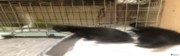 Mixed Breed cats for sale: Black kittens in Dereham - Advert 6