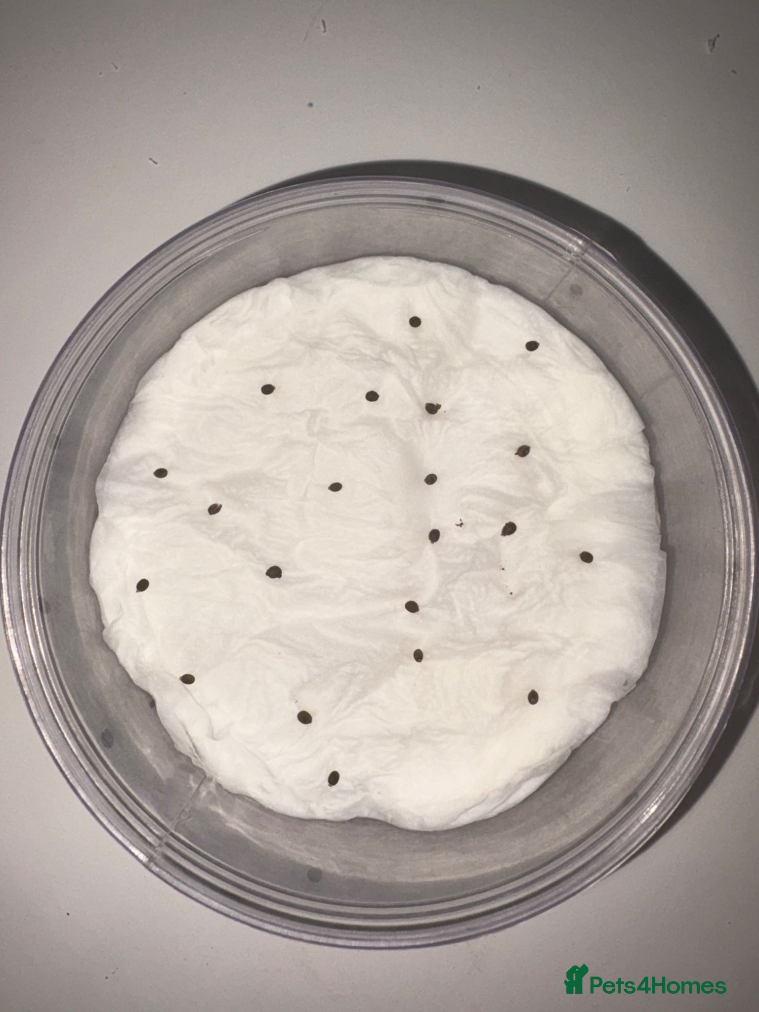 Stick Insects invertebrates Indian stick insect eggs for sale! 🥚🦗🐛🌿 - Advert 17