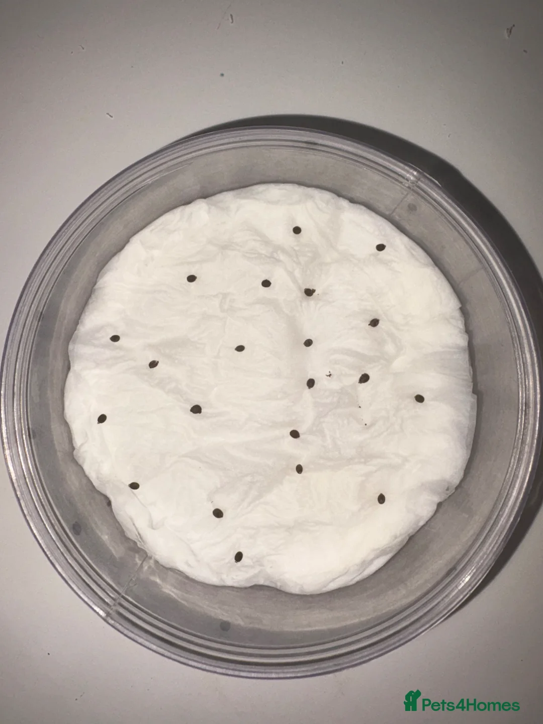 Stick Insects invertebrates for sale: Indian stick insect eggs for sale! 🥚🦗🐛🌿 in Redcar - Advert 1