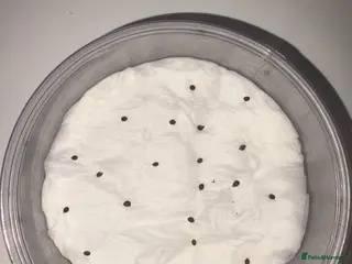 Stick Insects invertebrates Indian stick insect eggs for sale! 🥚🦗🐛🌿 - Advert 17