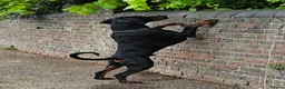 Dobermann dogs for sale: KC Doberman Male - Advert 6