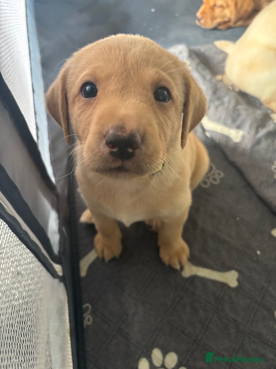 Labrador Retriever dogs for sale: Girl & Boy beautiful lab pups With paperwork  - Image 3