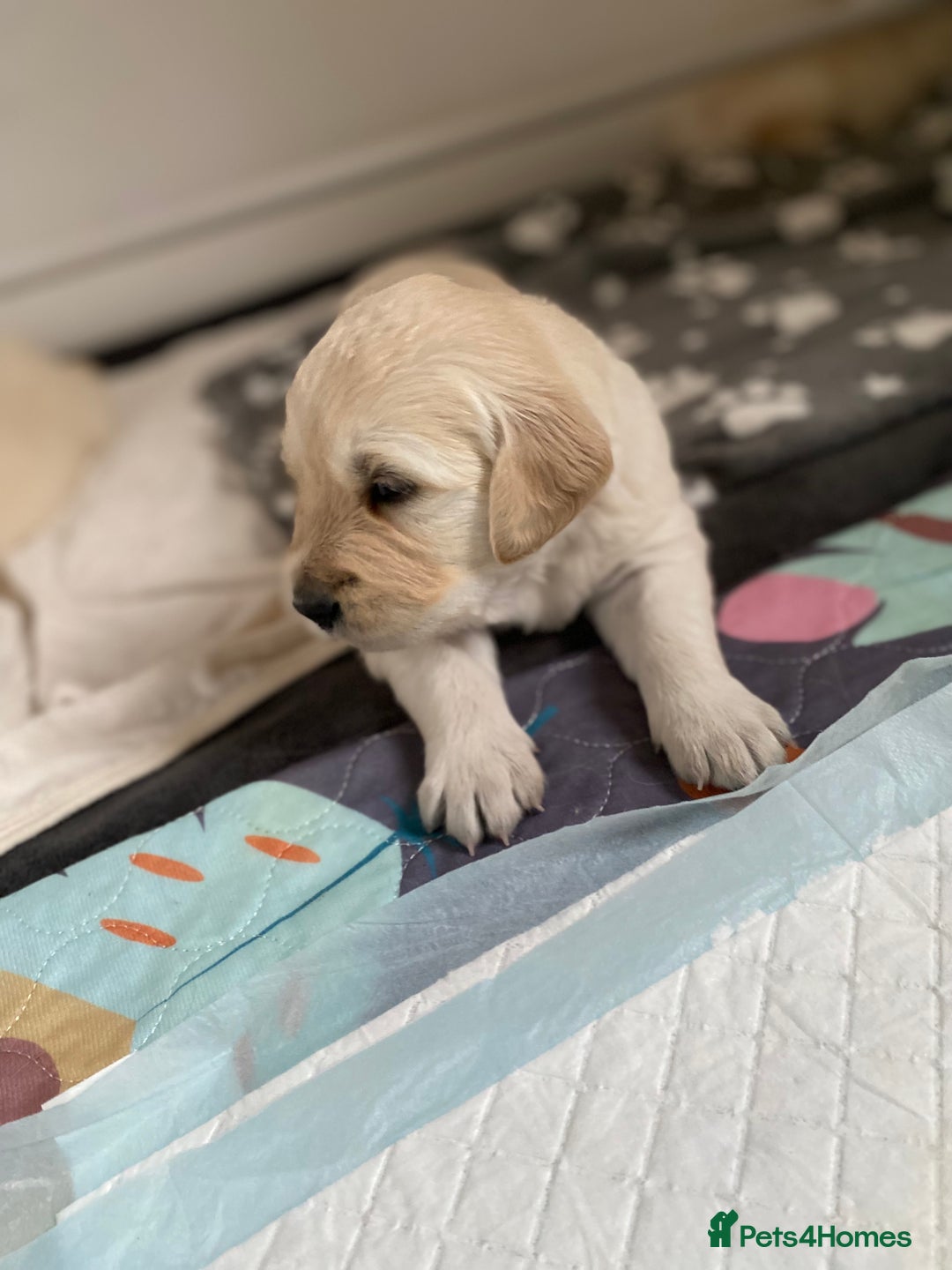 Golden Retriever dogs for sale: Fluffy Cream & Gold Golden Retriever Puppies - Image 16