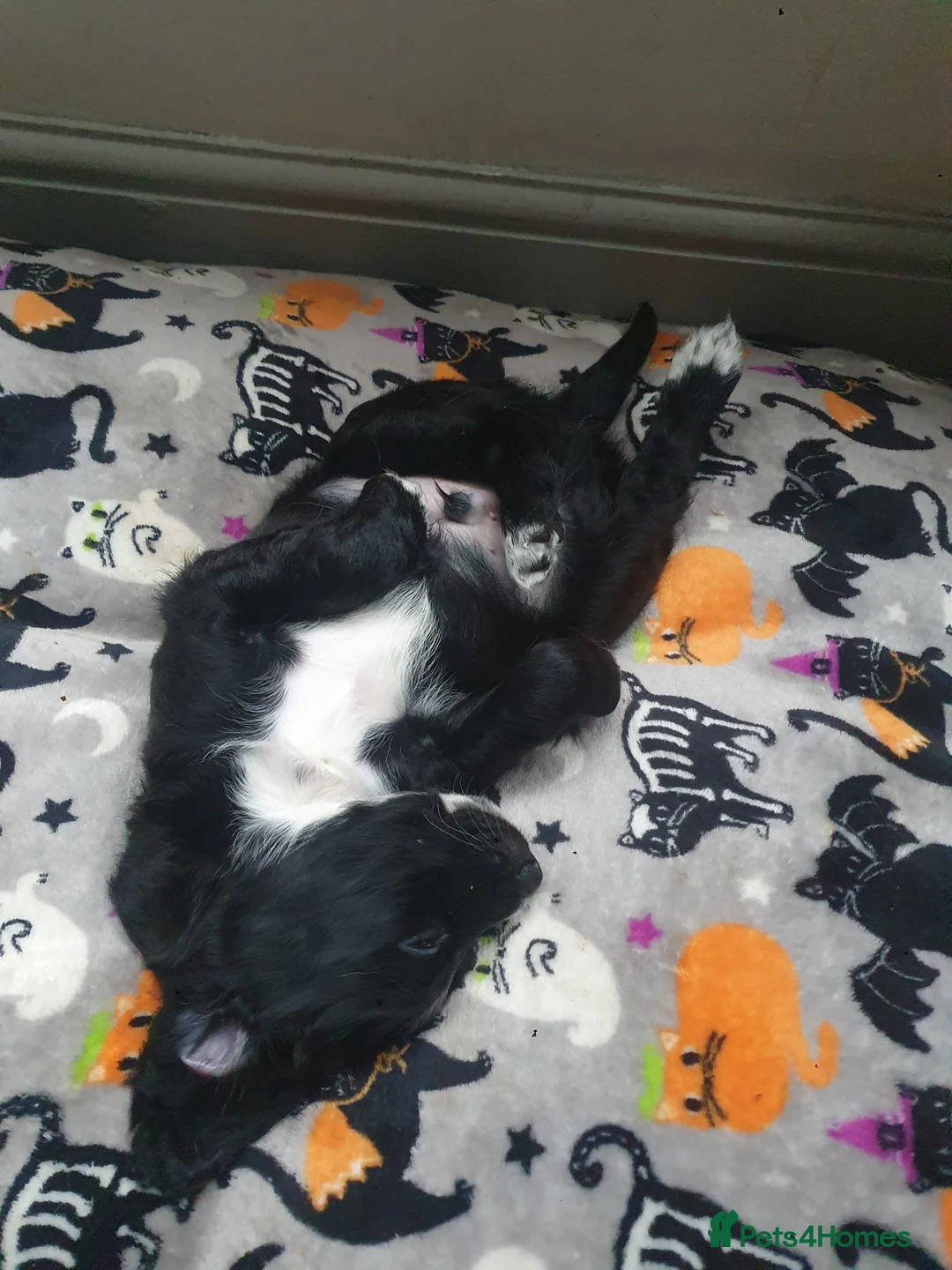 Mixed Breed dogs for sale: Gorgeous puppies for sale - Advert 4