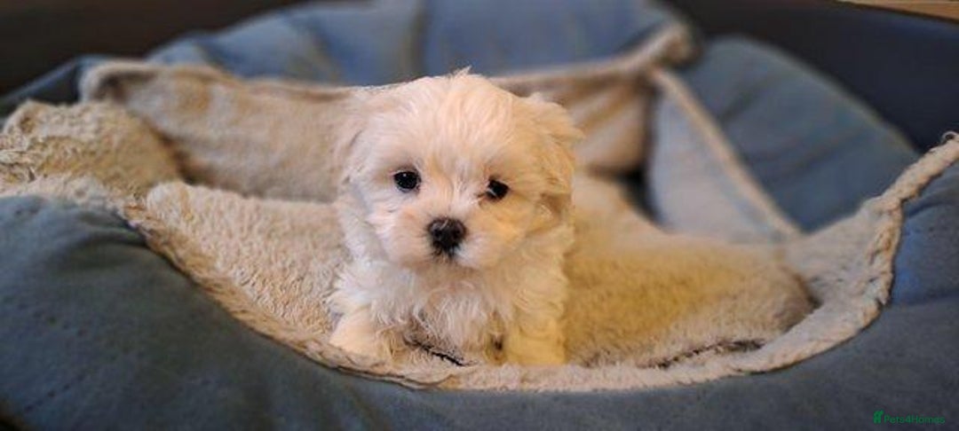 Maltese dogs for sale: Maltese puppies boys and girl - Image 4