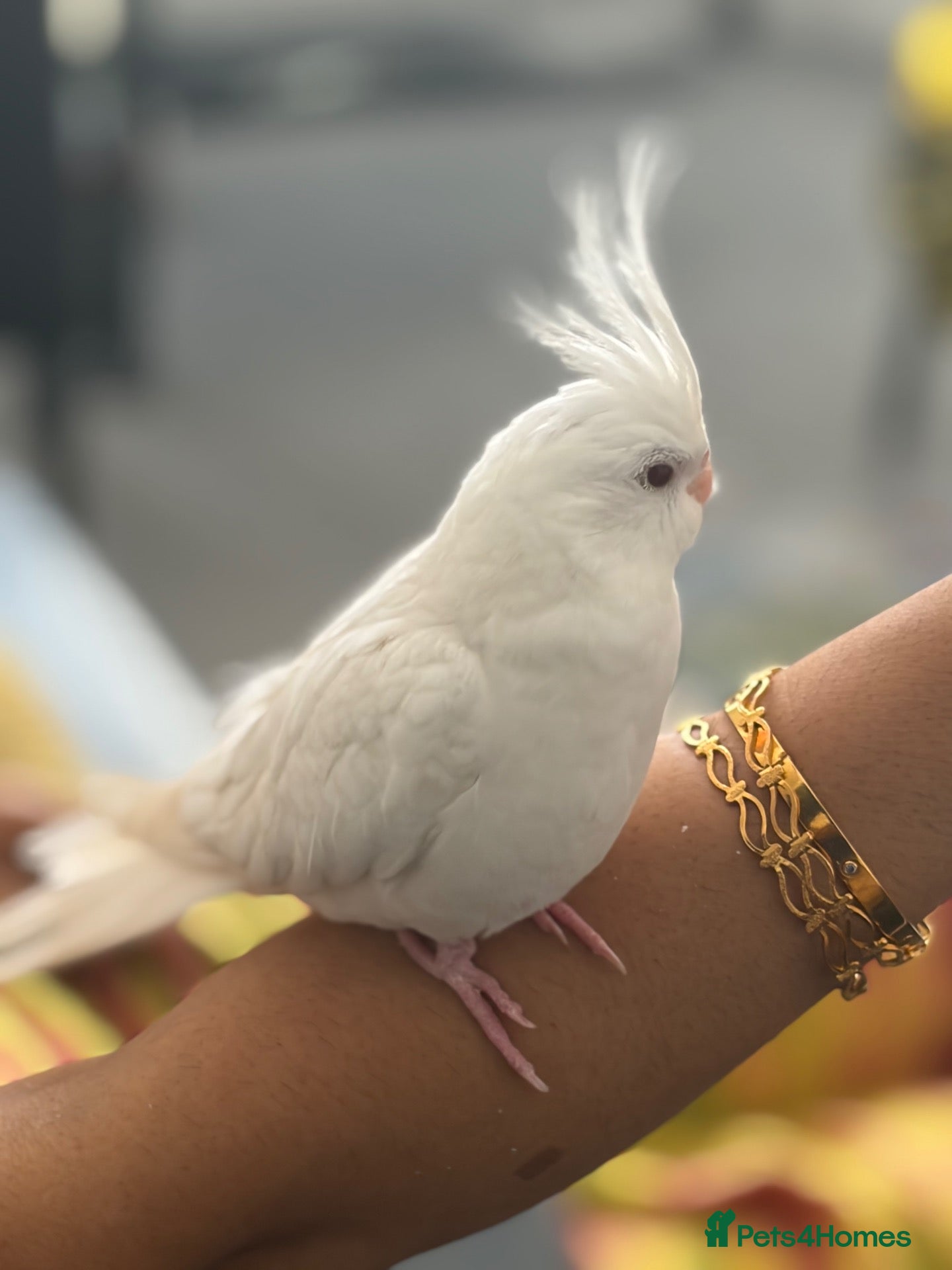 Cockatiels birds Hand Reared White Baby Cockatiel - Advert 1