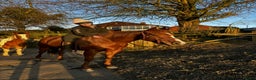 English Thoroughbred horses for sale: 16.2 Chestnut TB Mare - Advert 3