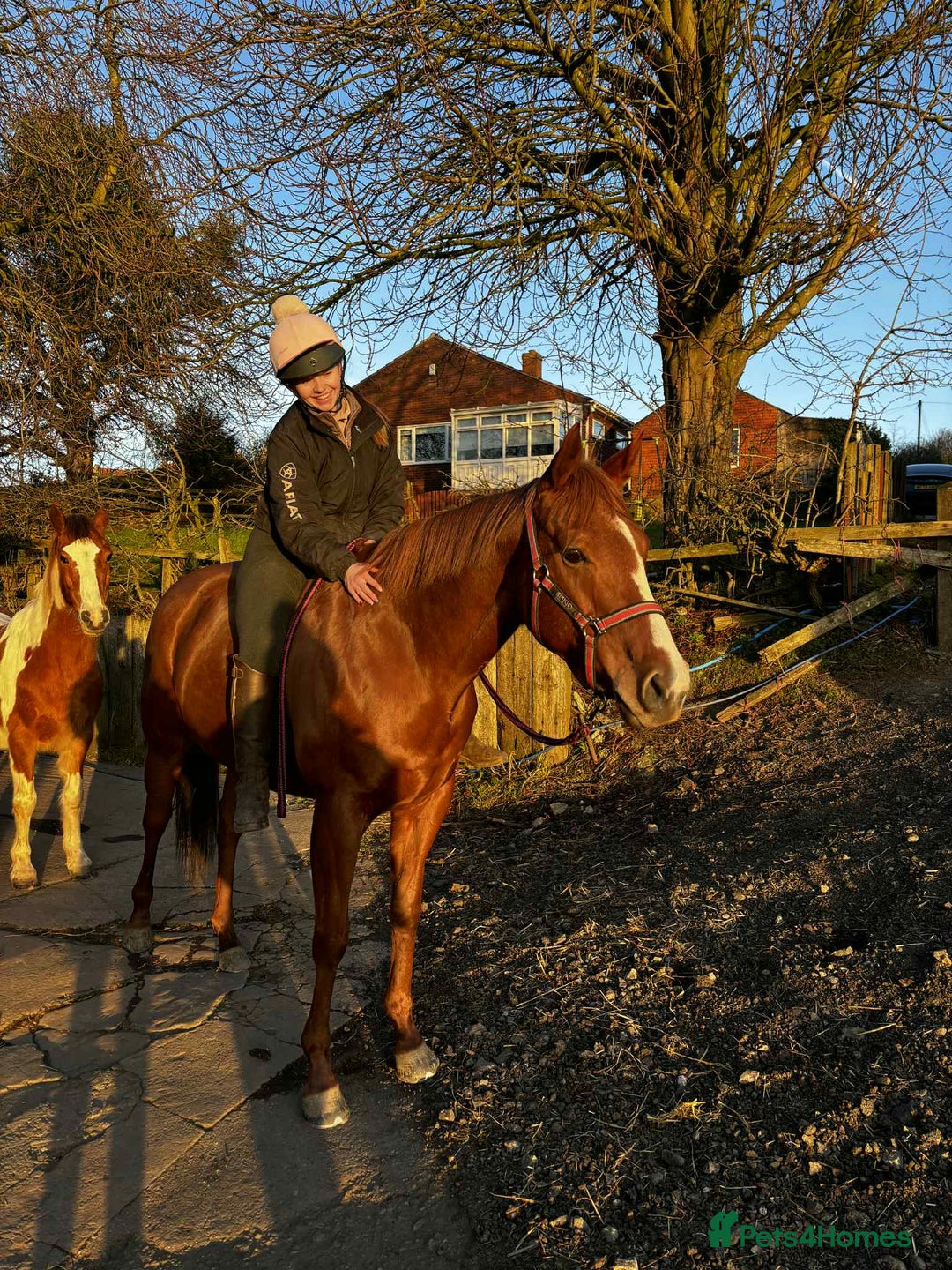 English Thoroughbred horses for sale: 16.2 Chestnut TB Mare - Advert 3