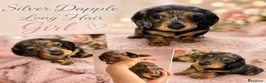 Long hair silver dapple female 