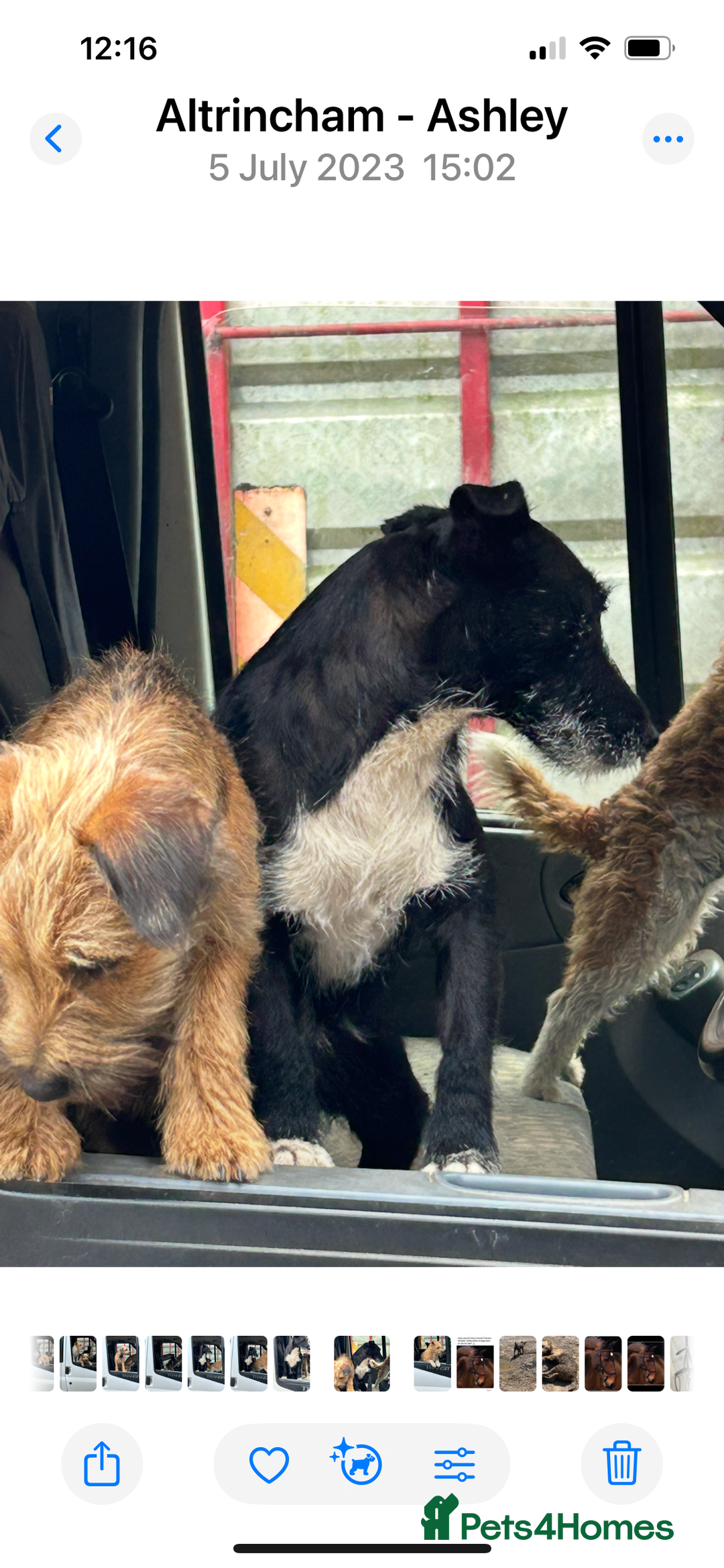Mixed Breed dogs for sale: Patterdale x Boarder Lakeland Terrier puppies - Advert 16