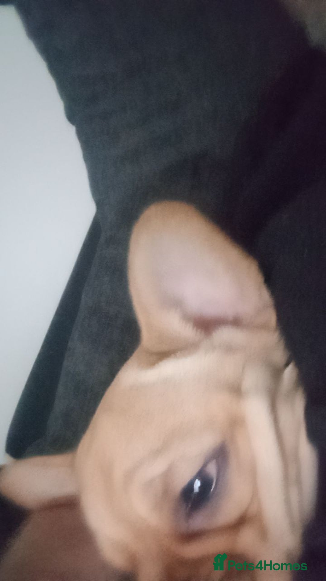 Mixed Breed dogs for sale: French bulldog cross Alsatian - Advert 3