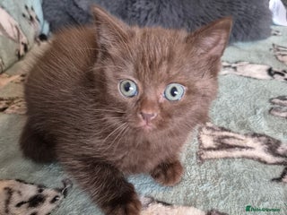 Selkirk Rex cats Pedigree selkirk rex kitten girls non curly - Advert 2