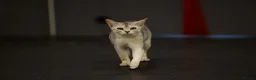 Abyssinian cats for sale: 2 beautiful Abyssinian boys  - Advert 19