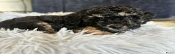 Toy Poodle dogs for sale: **KC Registered Phantom Toy Poodles ** - Advert 8