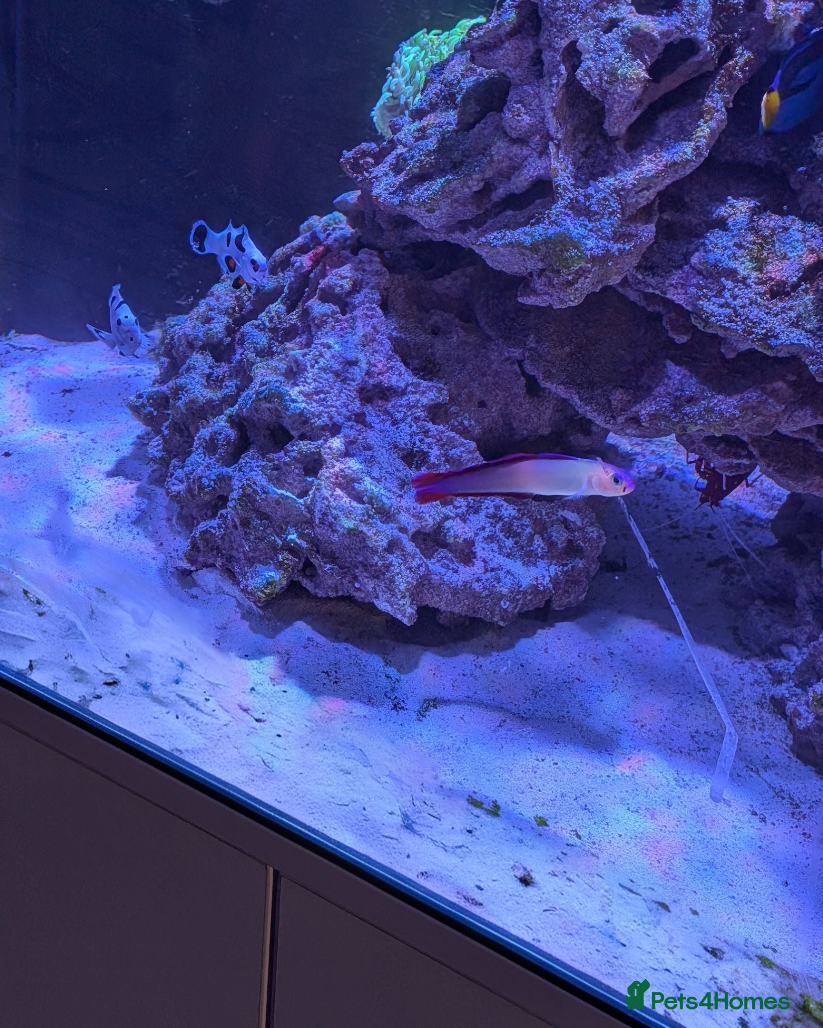 Other/Mixed Breed fish Marine fish  - Advert 2