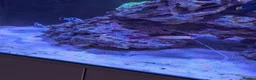 Other/Mixed Breed fish for sale: Marine fish  - Advert 2
