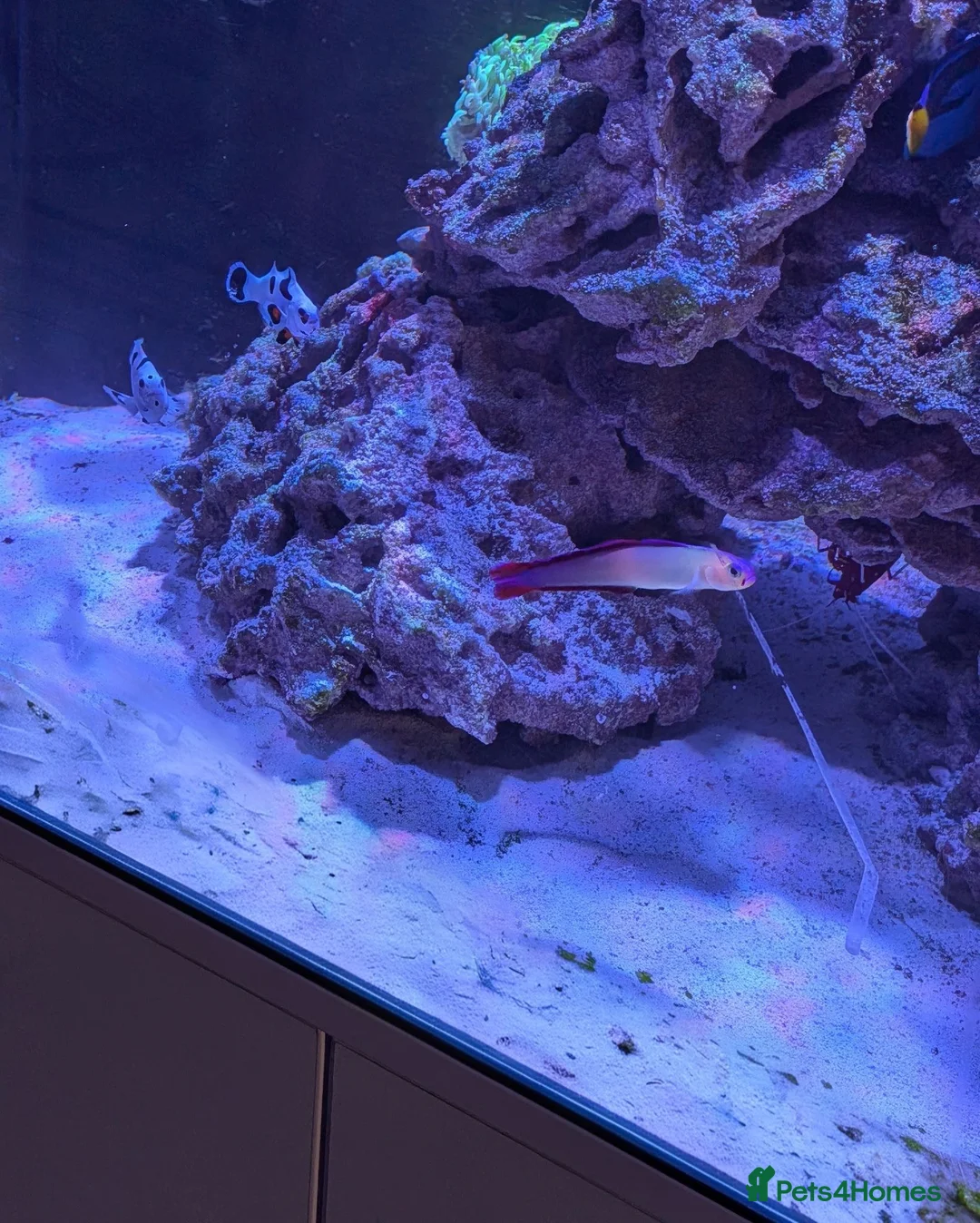 Other/Mixed Breed fish for sale: Marine fish  - Advert 2