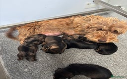 Miniature Dachshund dogs for sale: Wire Haired KC Miniature Dachshund  - Image 21