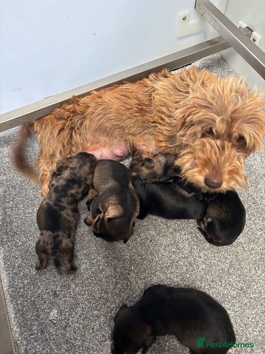 Miniature Dachshund dogs for sale: Wire Haired KC Miniature Dachshund  - Image 21