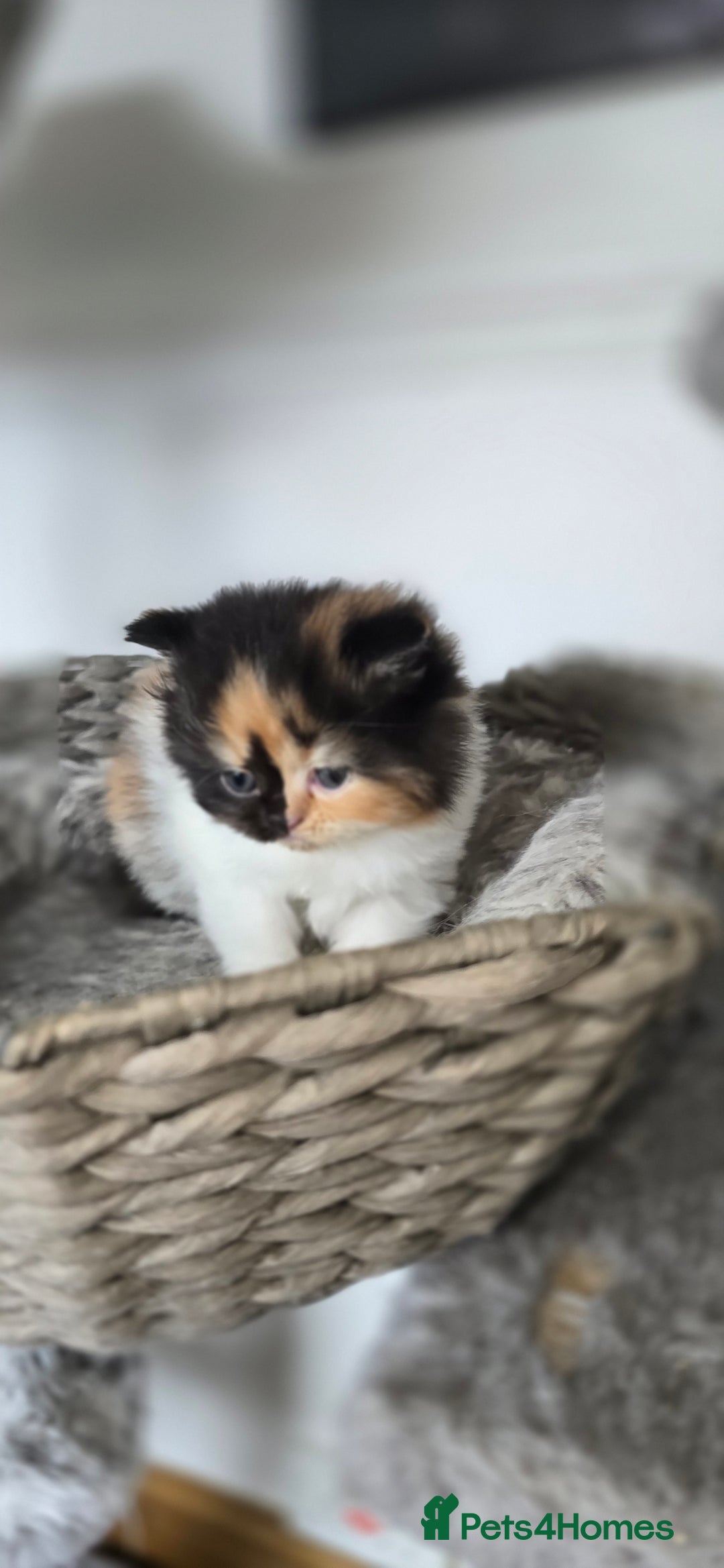 Persian cats for sale: 😻 Stunning persian kittens  - Image 1