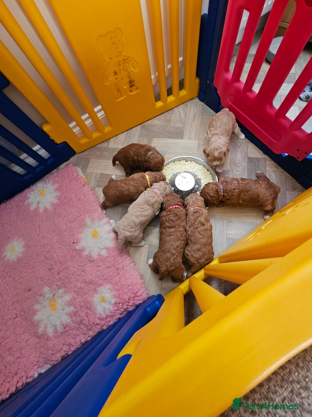 Mini Goldendoodle dogs for sale: Gorgeous family Raised Mini F1b Goldendoodles - Advert 12